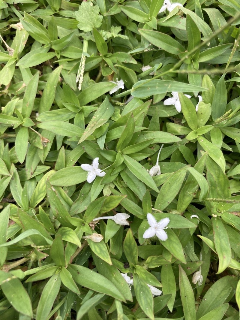 Virginia Buttonweed photo 5