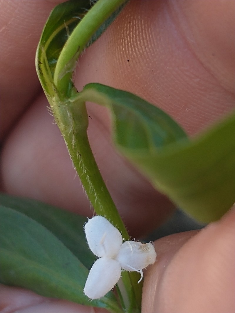 Virginia Buttonweed photo 6