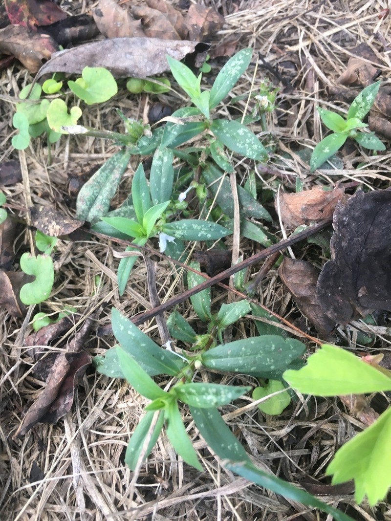 Virginia Buttonweed photo 7