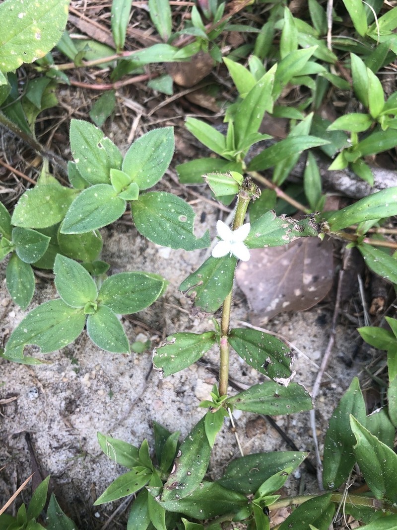 Virginia Buttonweed photo 8