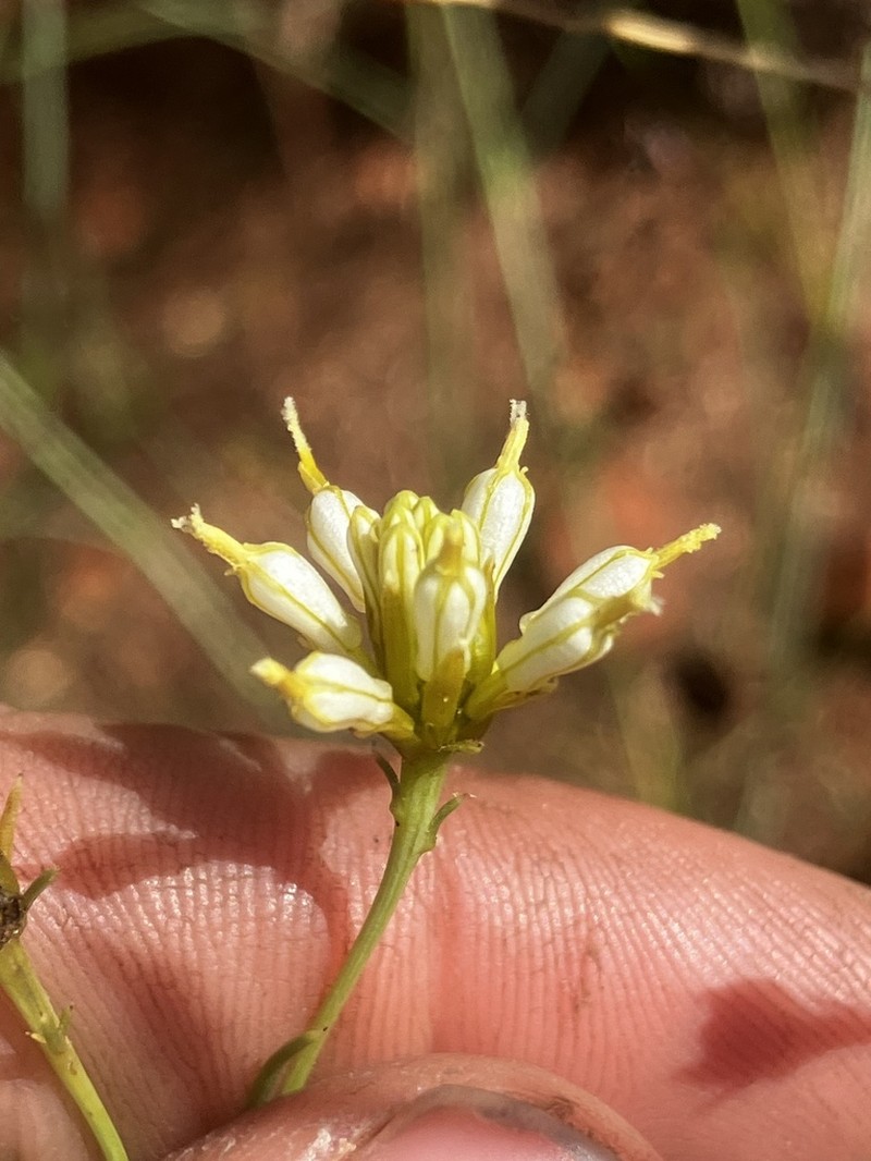 Diodontium filifolium