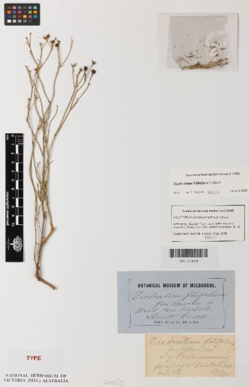 Diodontium filifolium photo 3
