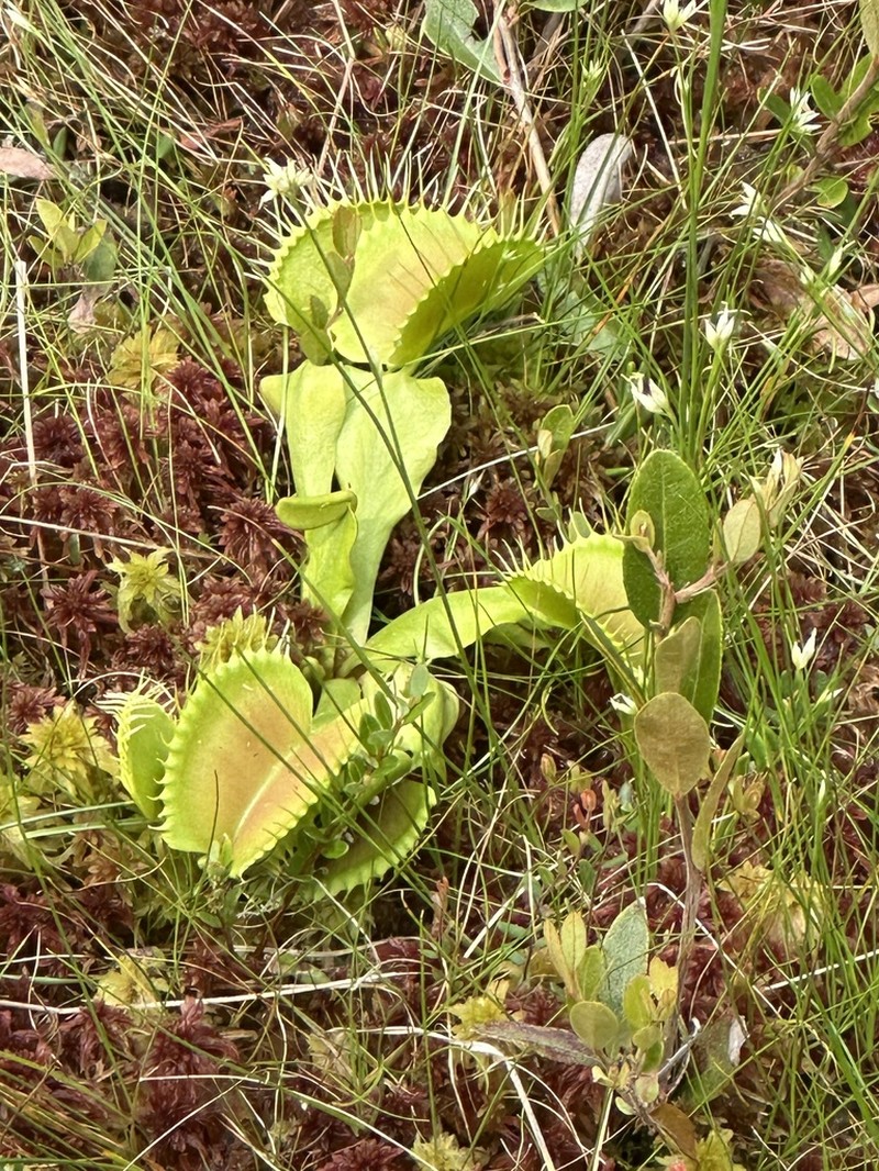 Venus Flytrap