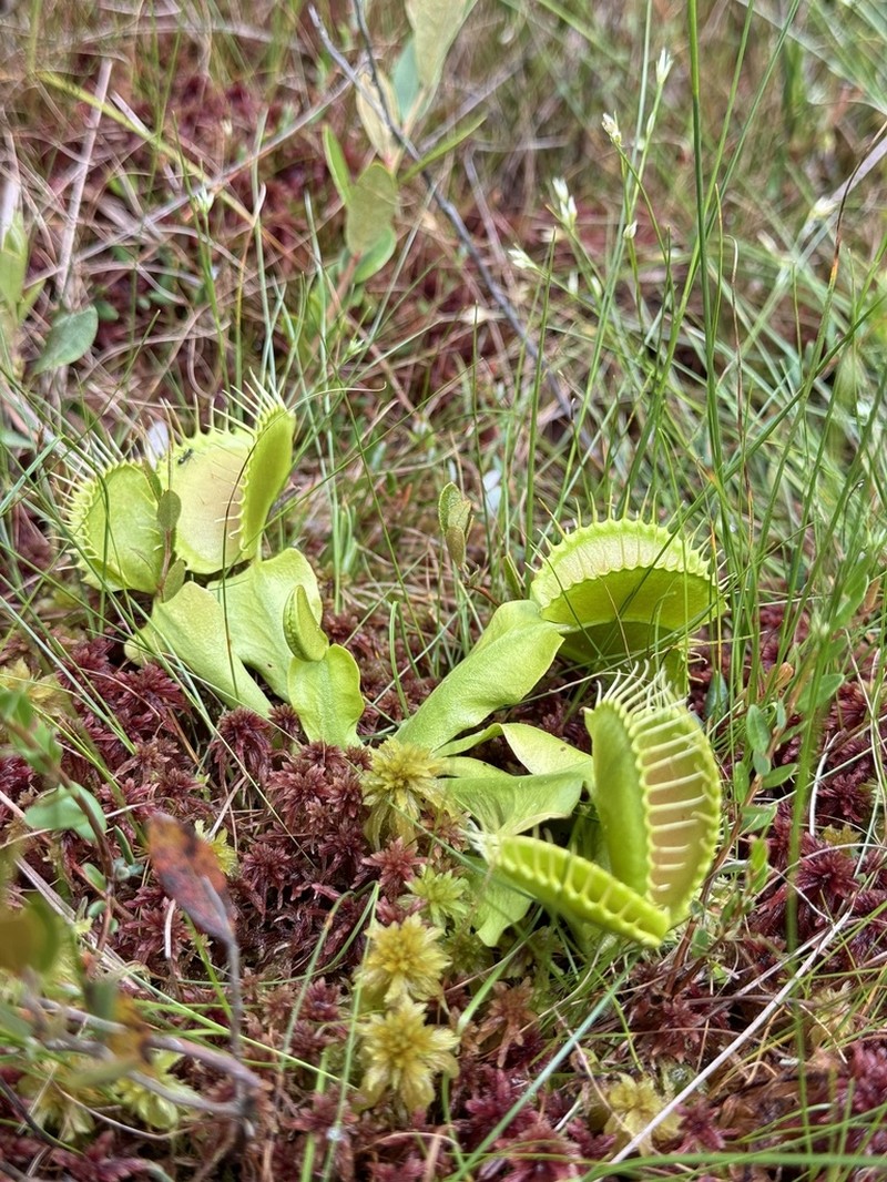 Venus Flytrap photo 2