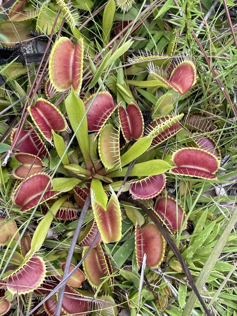 Venus Flytrap photo 3