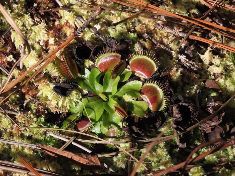 Venus Flytrap photo 4