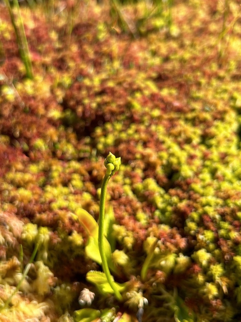 Venus Flytrap photo 5