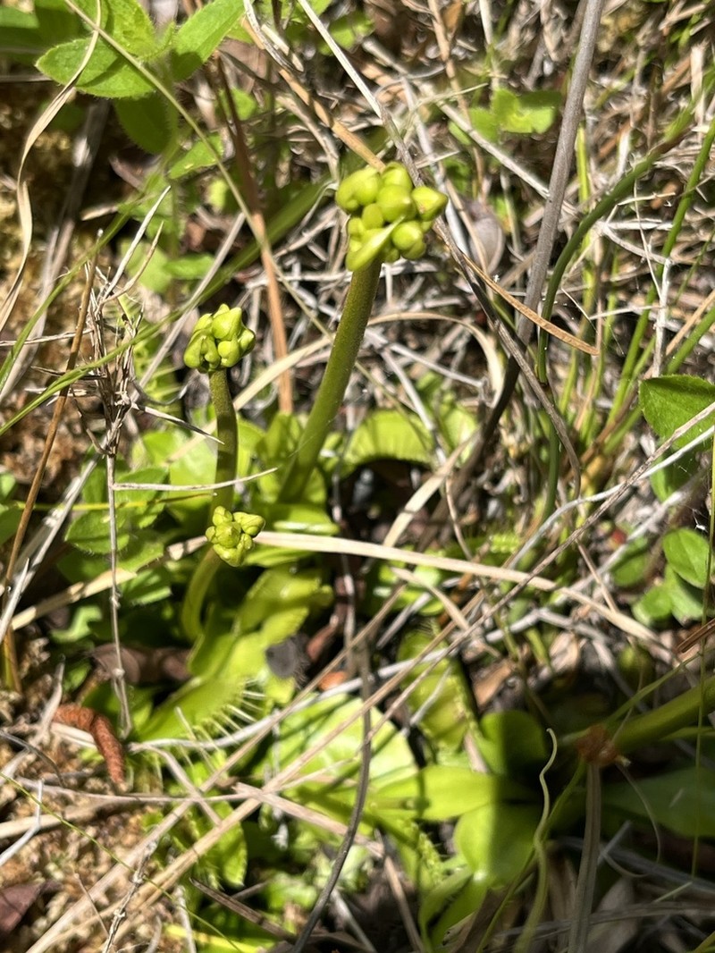 Venus Flytrap photo 6