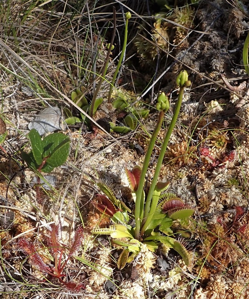 Venus Flytrap photo 7