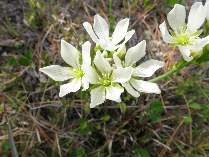 Venus Flytrap photo 8