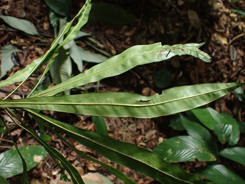 Dioncophyllum thollonii