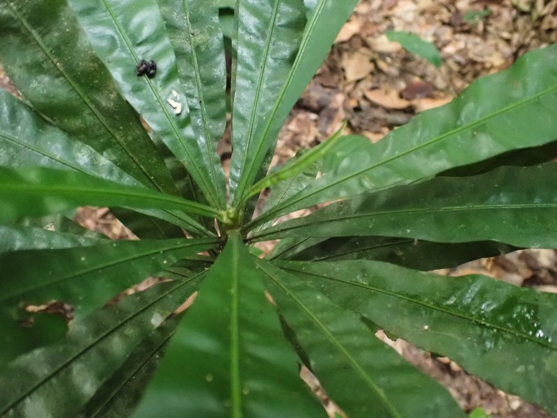 Dioncophyllum thollonii photo 2