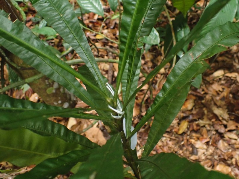Dioncophyllum thollonii photo 3