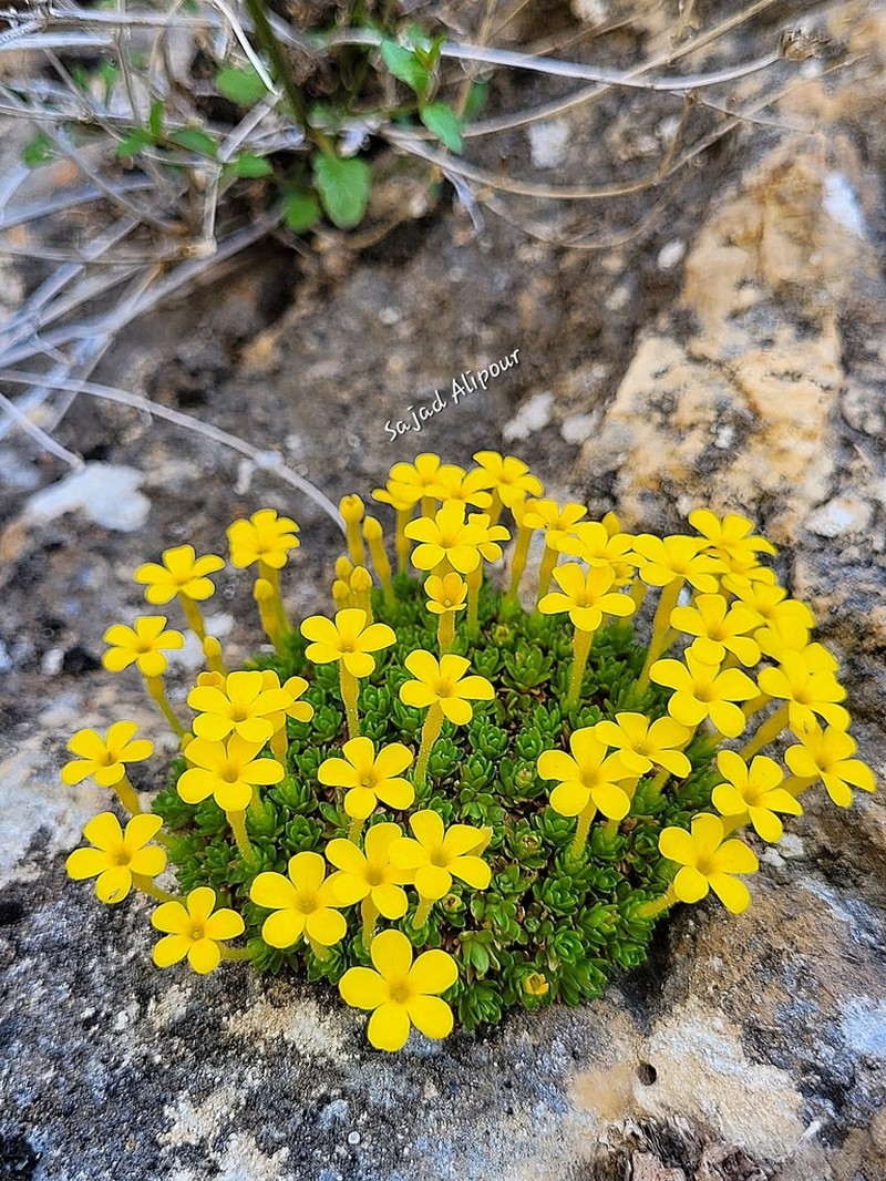 Dionysia alipourii