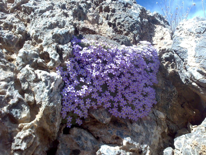 Dionysia assadii photo 2