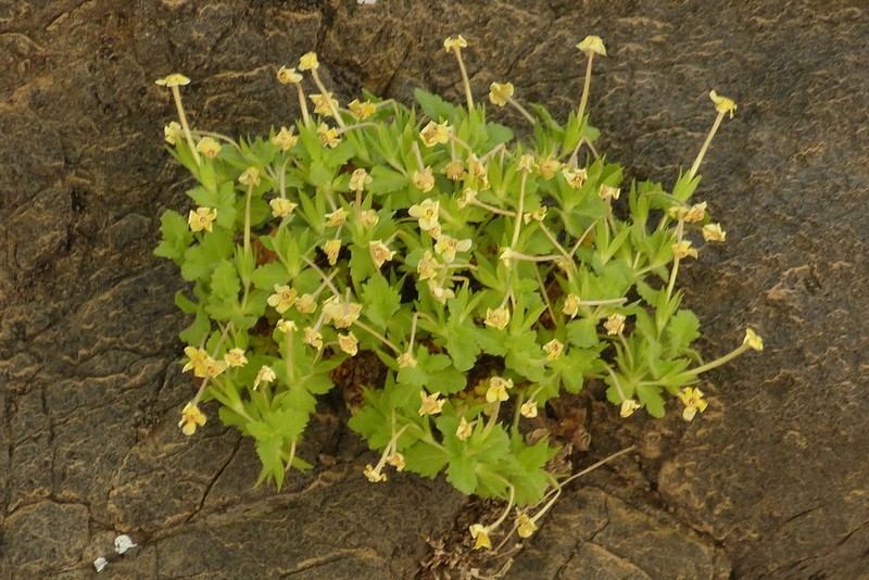 Dionysia crassifolia