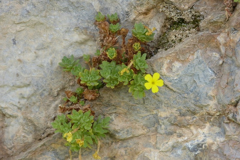 Dionysia crassifolia photo 2