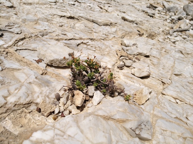 Dionysia mariae