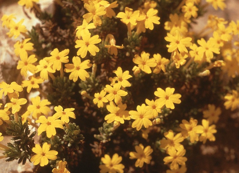 Dionysia mariae photo 2