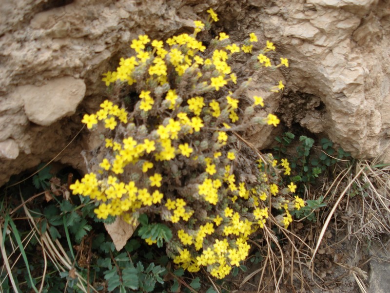 Dionysia revoluta subsp. revoluta