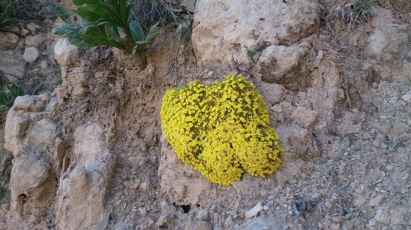 Dionysia robusta