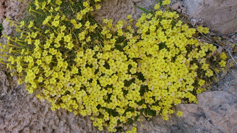 Dionysia robusta photo 2