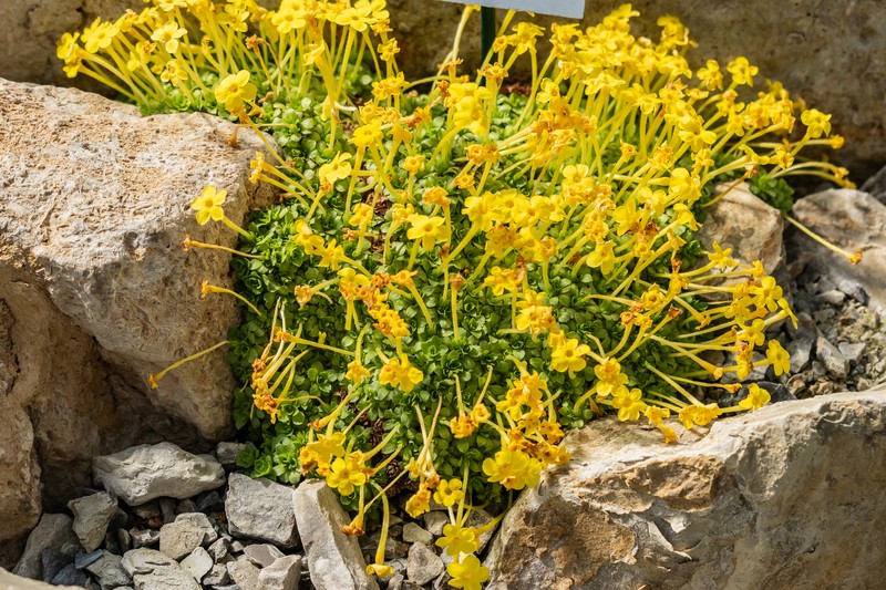 Dionysia robusta photo 3