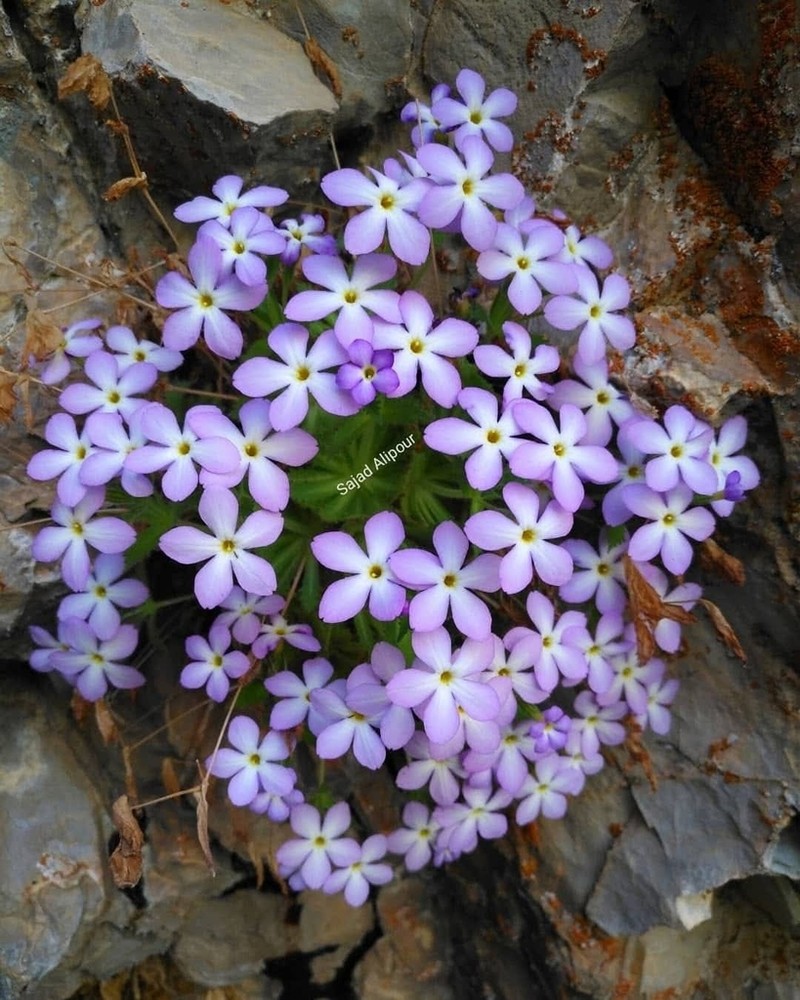 Dionysia splendens