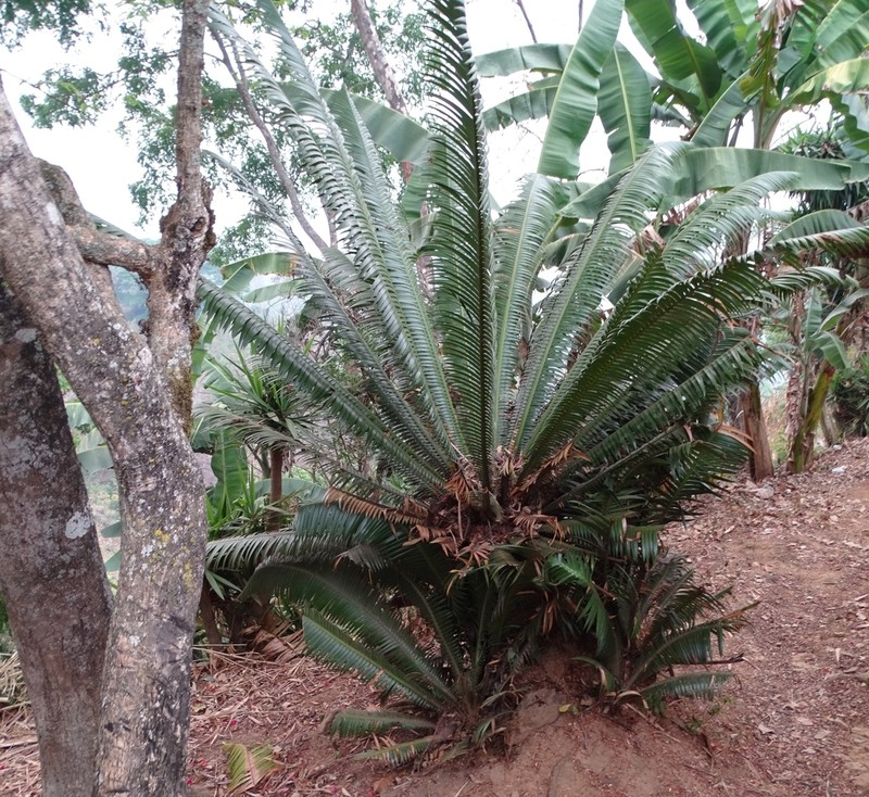 Dioon pectinatum photo 2