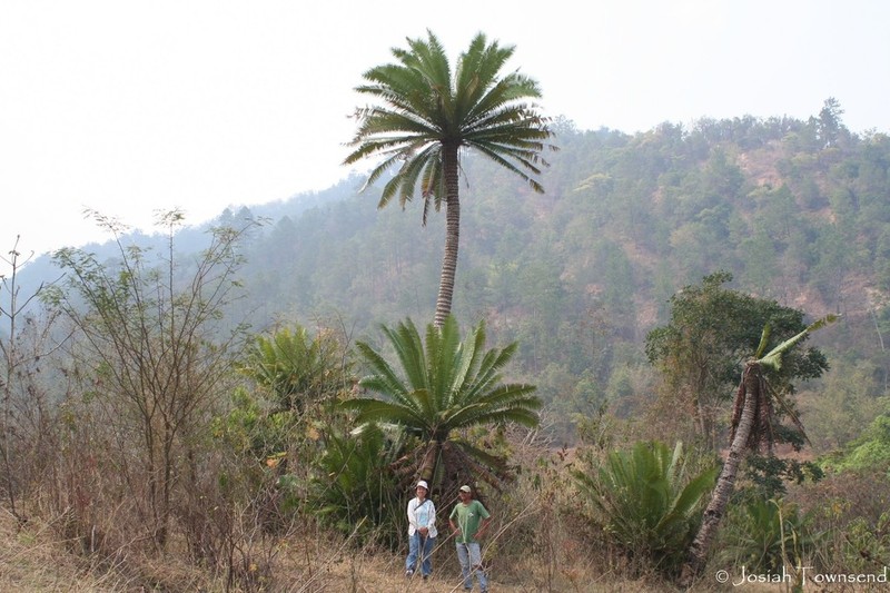 Dioon pectinatum photo 3
