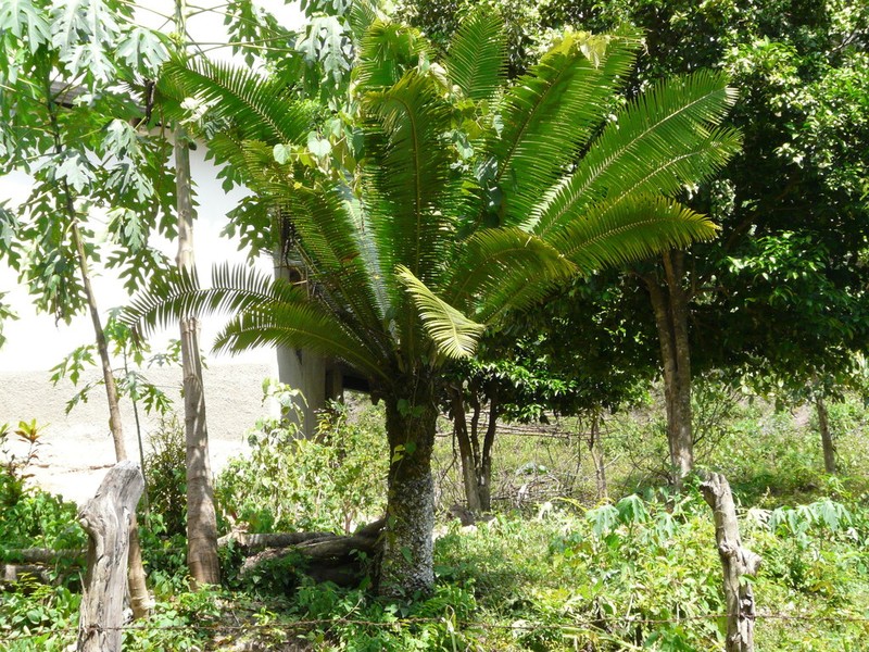 Dioon pectinatum photo 4