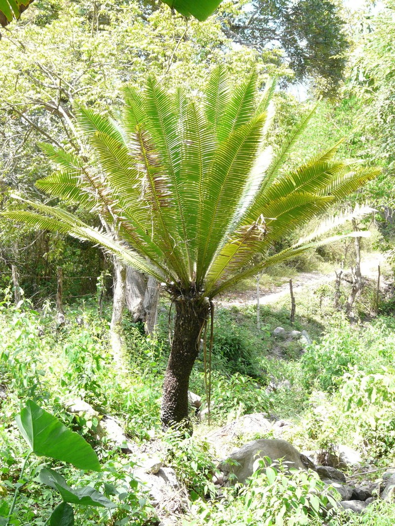 Dioon pectinatum photo 5