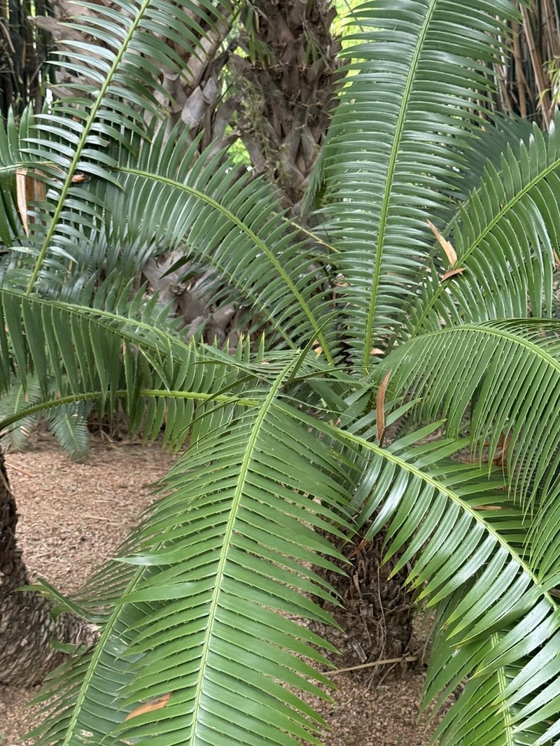 Dioon pectinatum photo 6