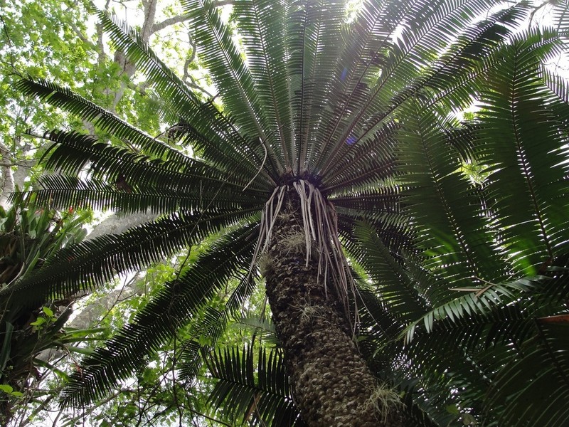 Dioon pectinatum photo 7