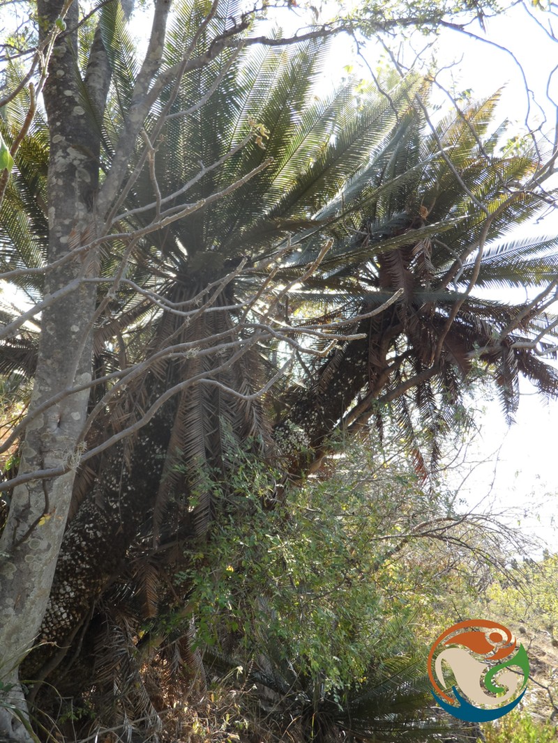 Dioon planifolium