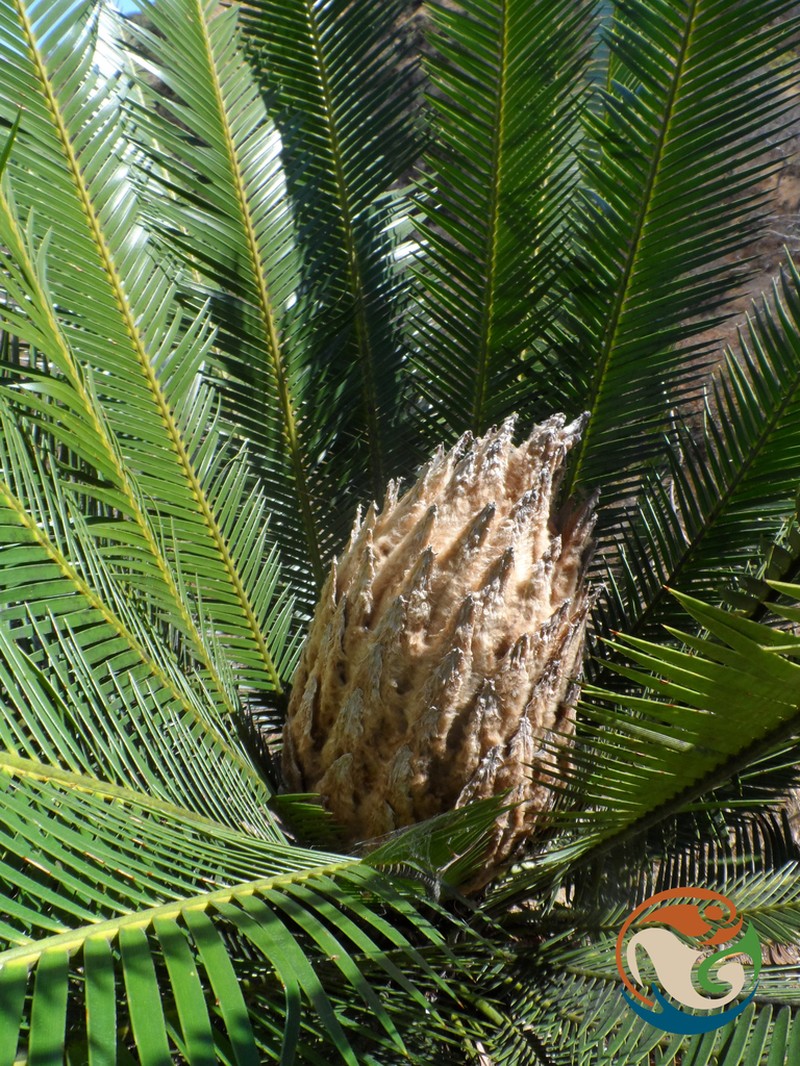 Dioon planifolium photo 2