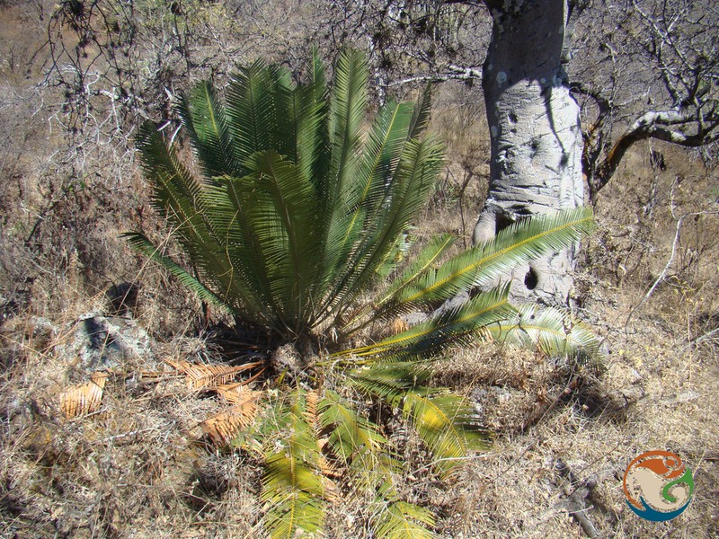 Dioon planifolium photo 3