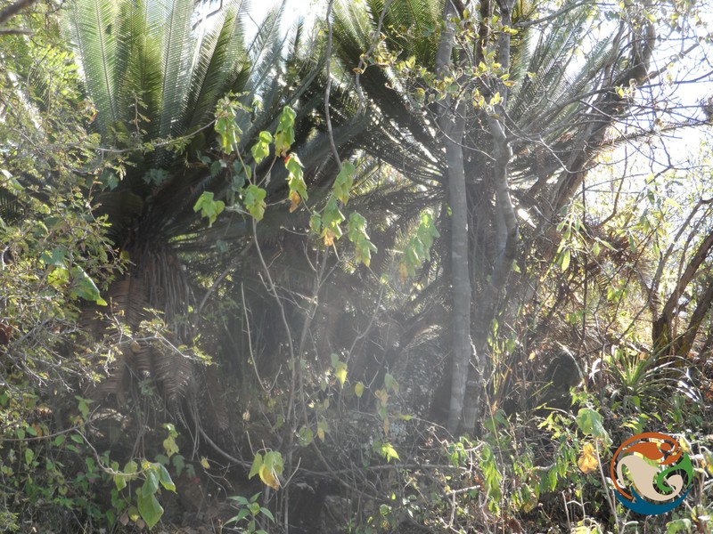 Dioon planifolium photo 4