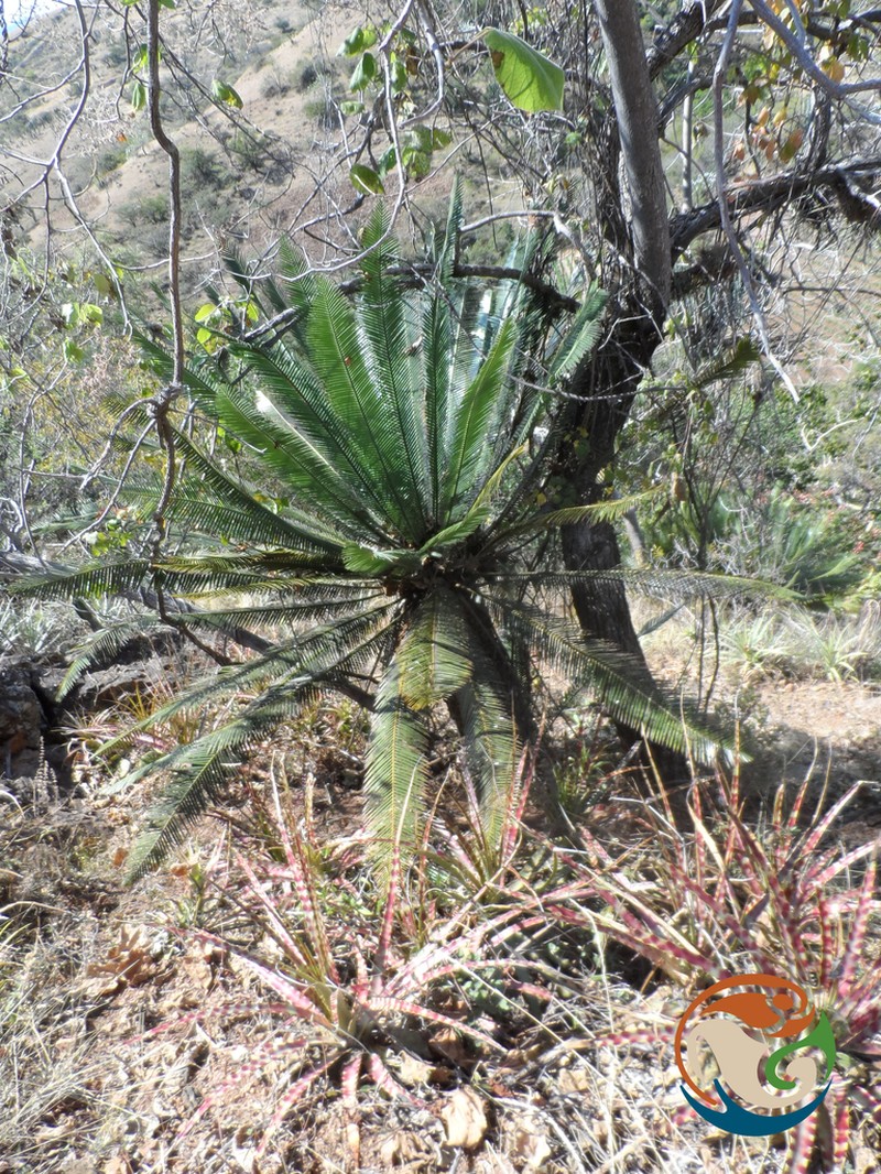 Dioon planifolium photo 5