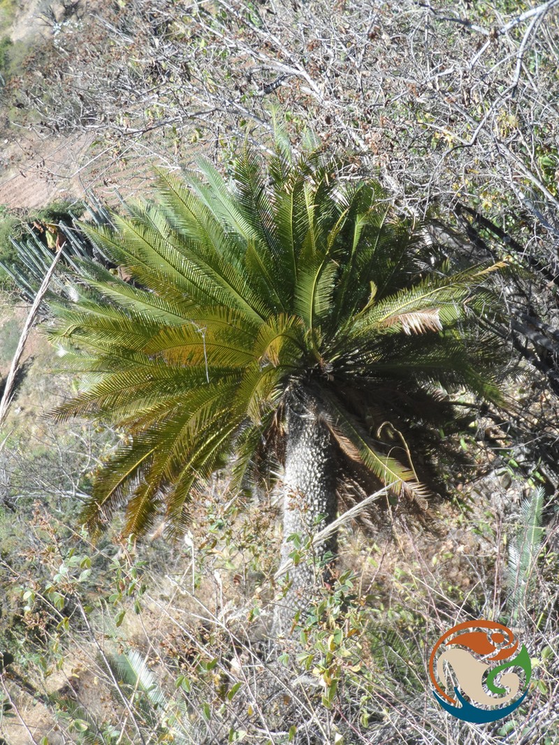 Dioon planifolium photo 6