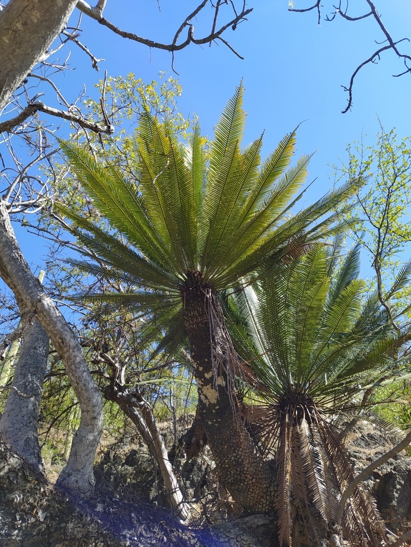 Dioon planifolium photo 7