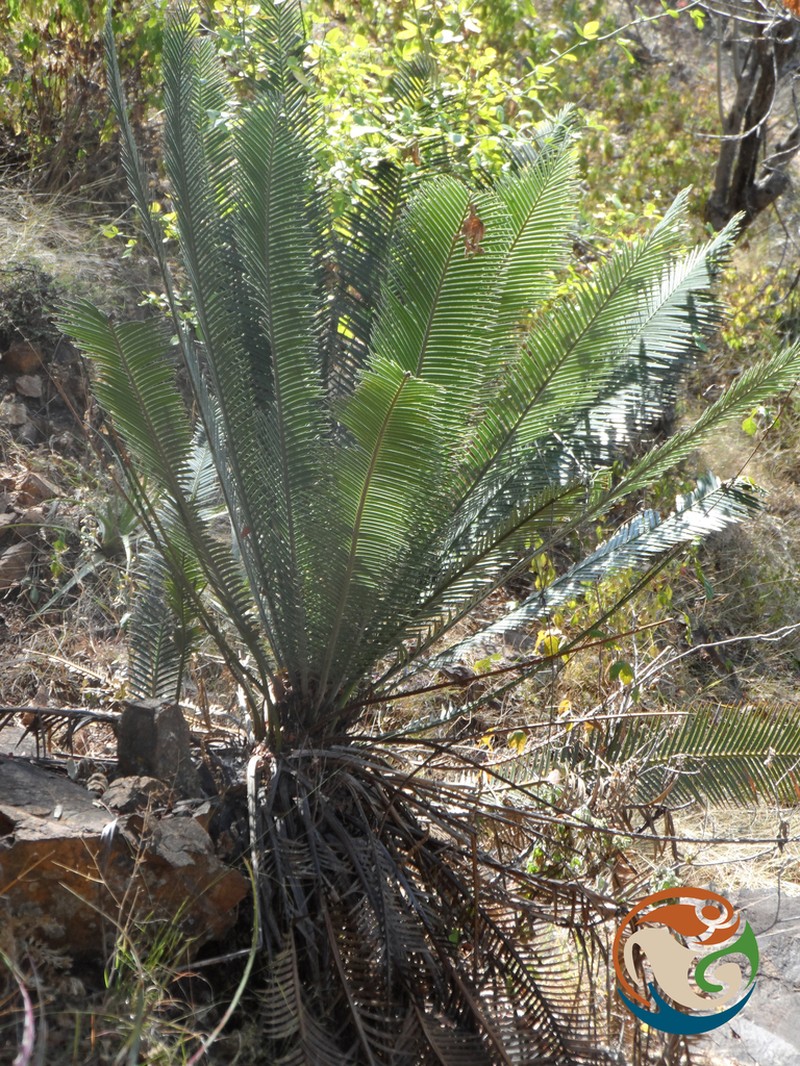 Dioon planifolium photo 8