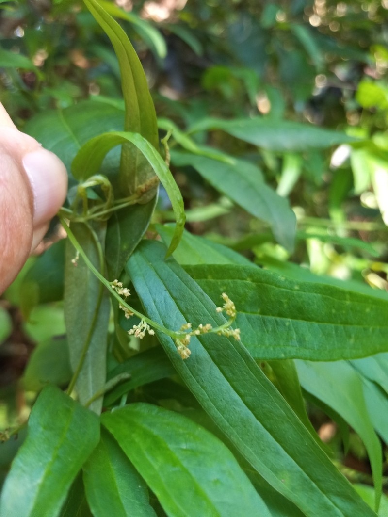 Dioscorea alainii photo 2