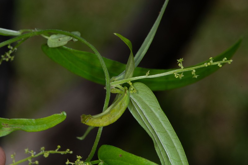 Dioscorea alainii photo 4