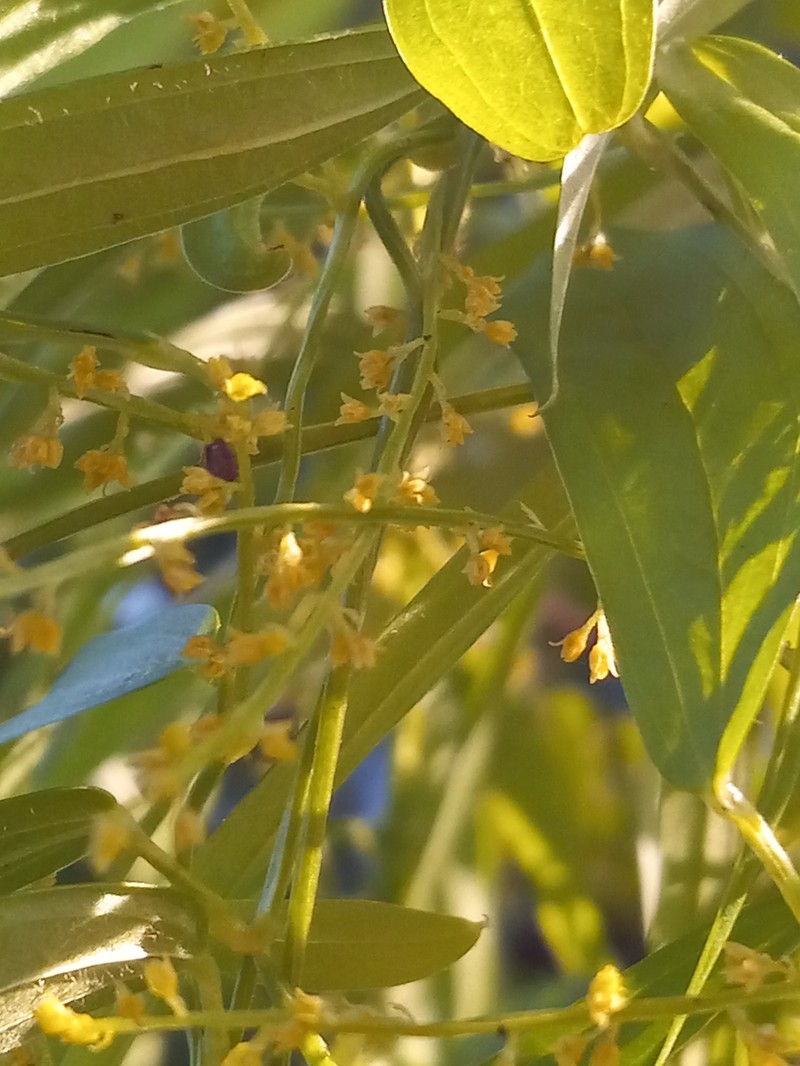 Dioscorea alainii photo 6