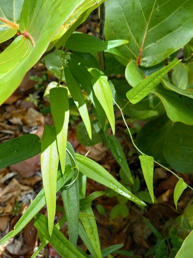 Dioscorea alainii photo 7