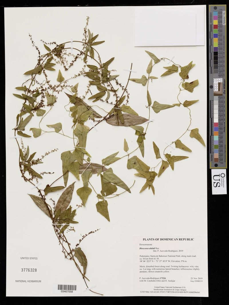 Dioscorea alainii photo 8