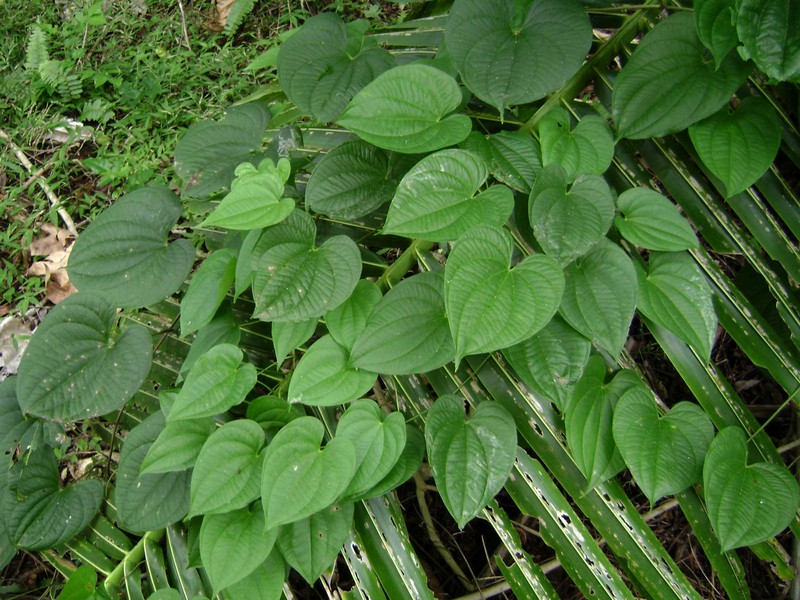 Water Yam photo 2