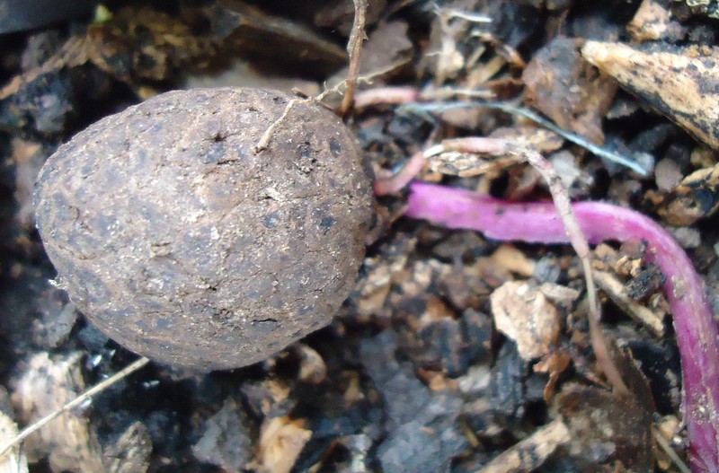 Water Yam photo 3