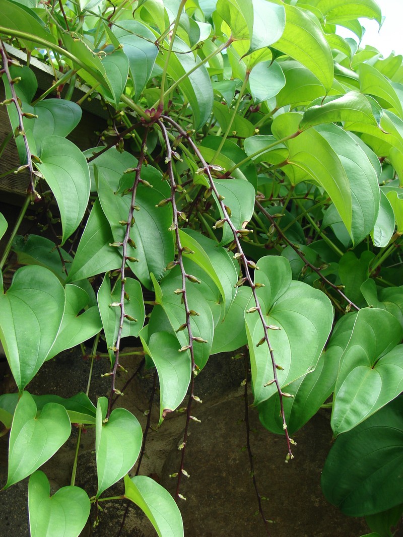 Water Yam photo 4